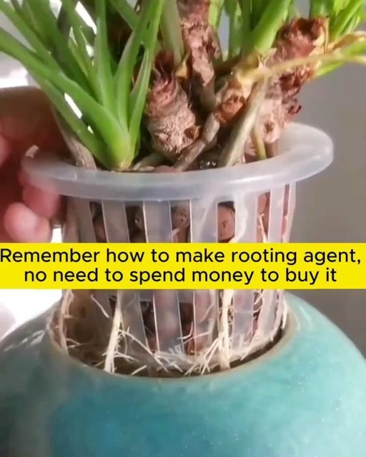 someone is holding a potted plant in their hand with the caption, remember how to make rooting agent, no need to spend money to buy it