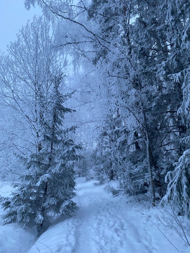 a snow covered path in the woods with lots of trees