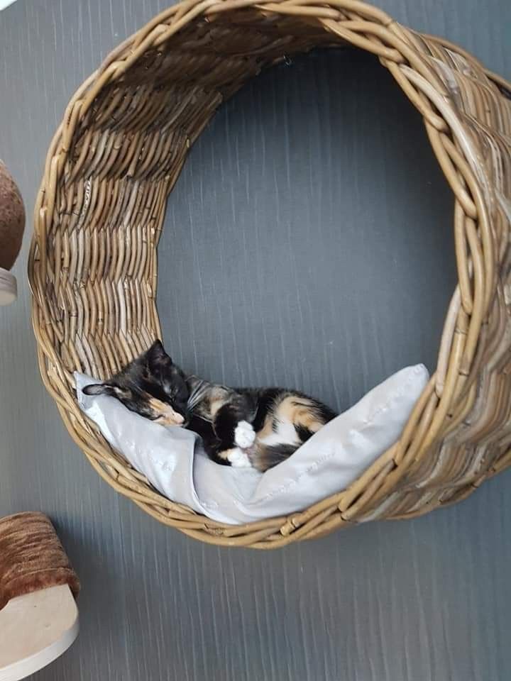 a cat curled up in a wicker basket on the wall next to a lamp