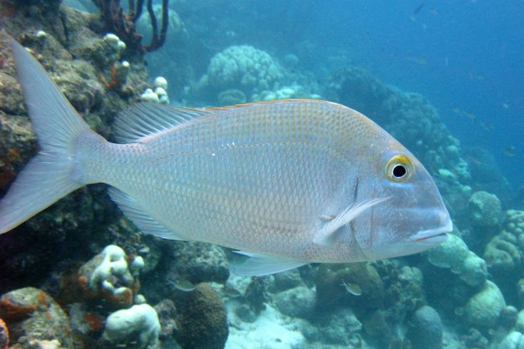 a fish that is swimming in the water near some rocks and corals on the ocean floor