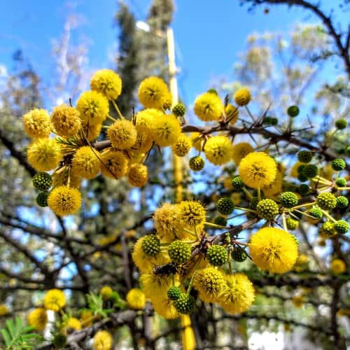 the yellow flowers are blooming on the tree