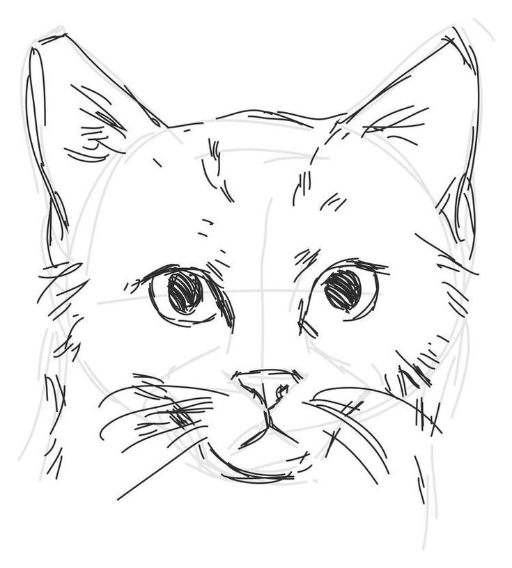 a drawing of a cat's face