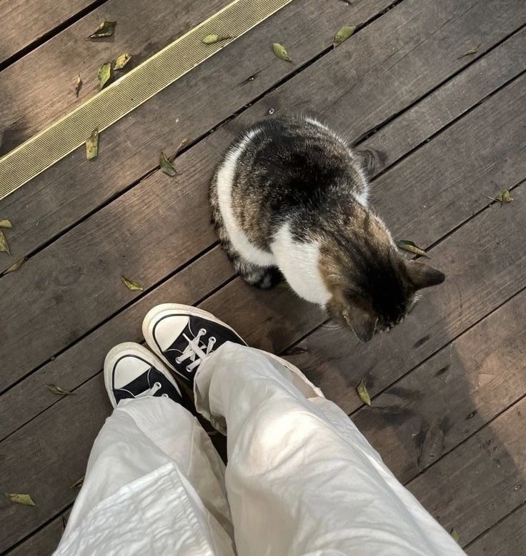 a cat standing on top of a wooden floor next to someone's legs and shoes