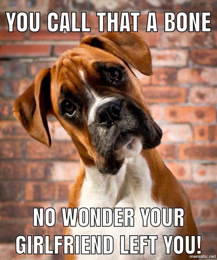 a brown and white dog standing in front of a brick wall with the words properly trained on it