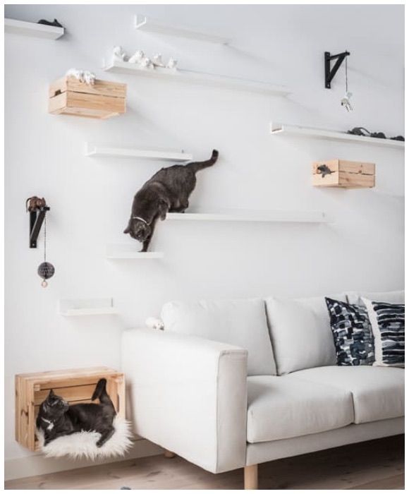 a cat sitting on top of a white couch next to a wooden shelf filled with cats