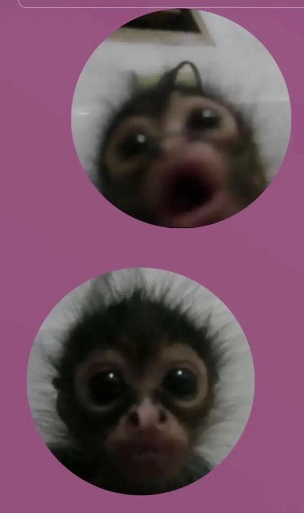 two pictures of monkeys with their mouths open