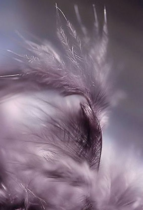 an abstract photograph of feathers flying in the air