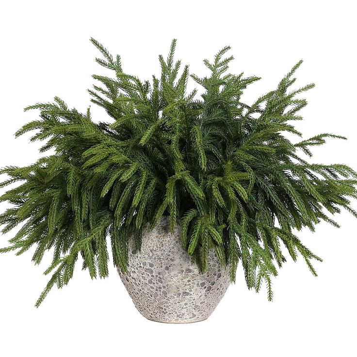 a potted plant with green leaves on a white background