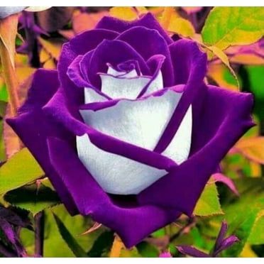 a purple and white rose with green leaves