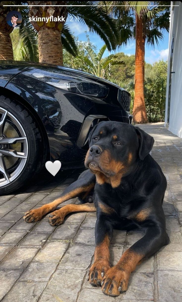 a black and brown dog laying on the ground next to a parked car with a heart shaped sticker in front of it