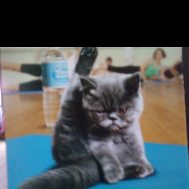 a cat sitting on top of a yoga mat with the caption what? yoga relaxes me