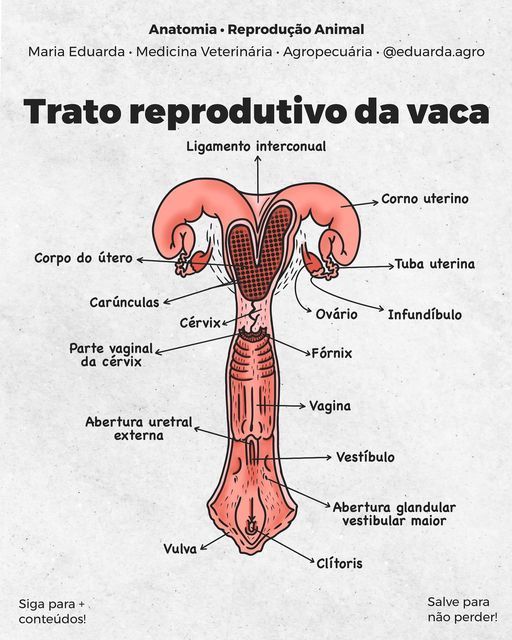 diagram of the utilitarians and their functions in an animal's body