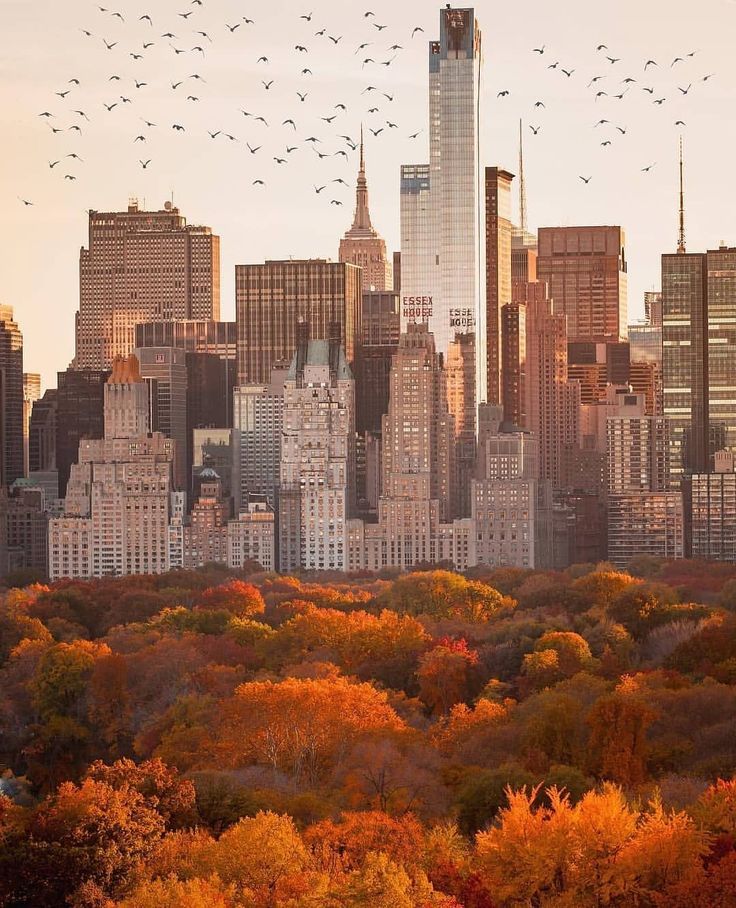 birds fly over the city skyline as autumn leaves change colors in new york, ny