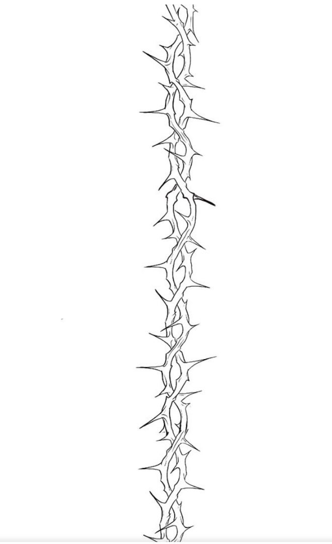 a black and white drawing of a plant with spikes on it's back end