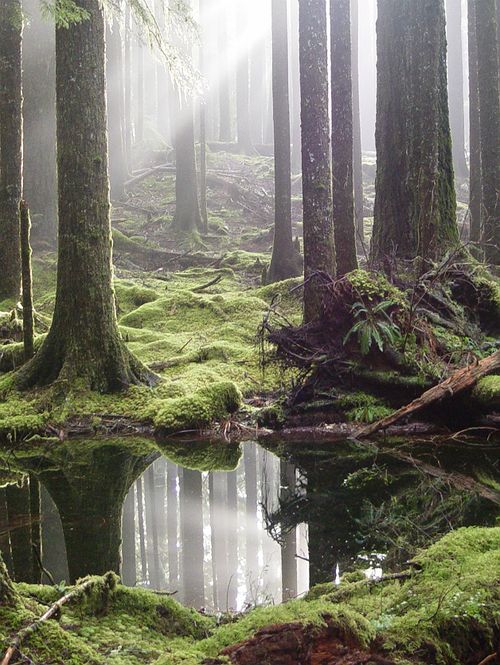 a forest filled with lots of trees covered in green mossy ground next to a small pond