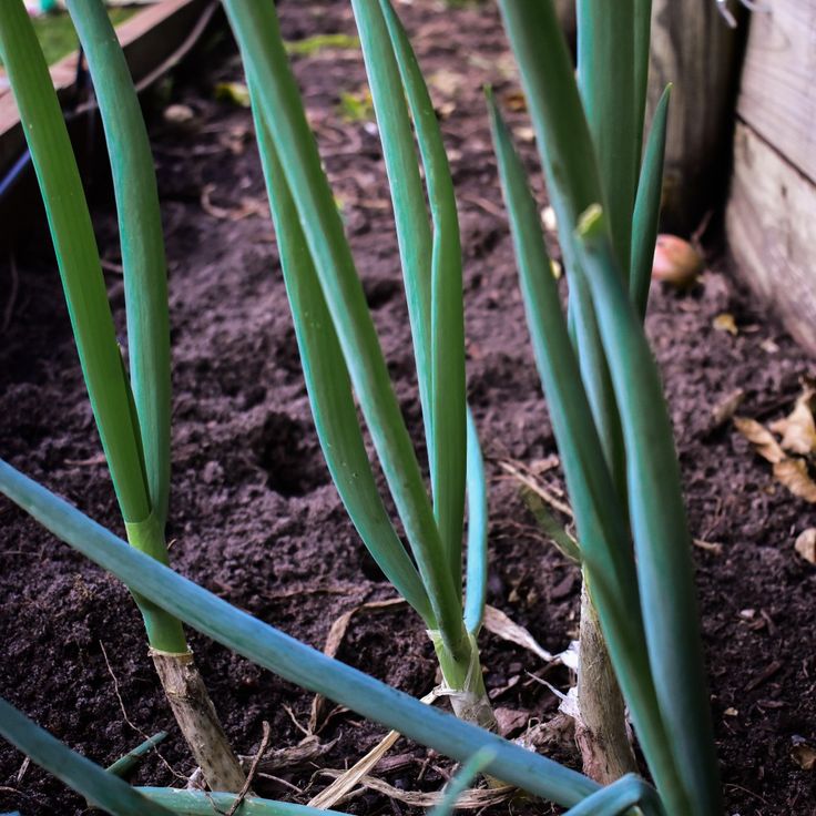 some very pretty green plants in the dirt