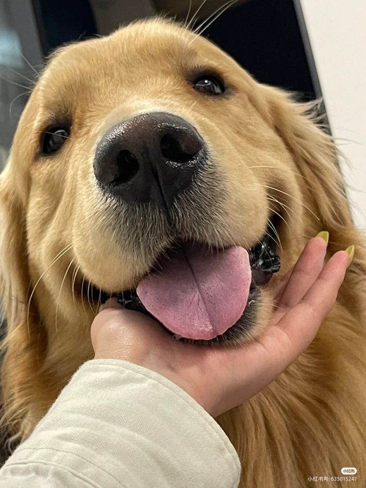 a close up of a person petting a dog's face with its tongue out