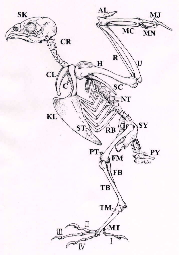 a diagram of the skeletal skeleton of a bird