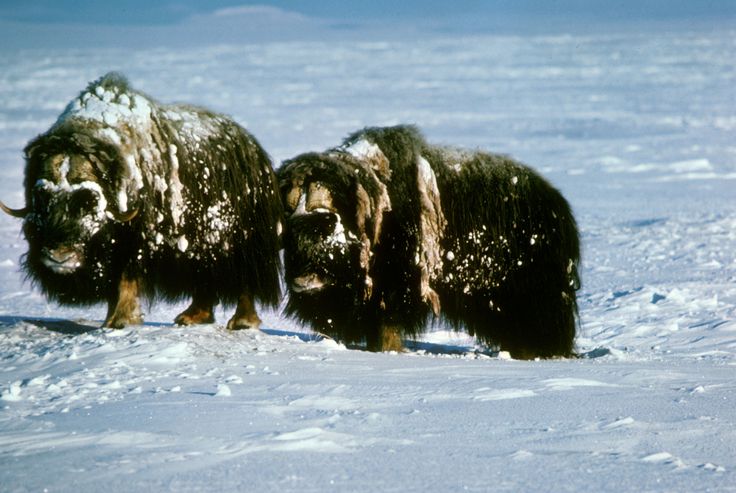 two musks standing in the snow on a sunny day