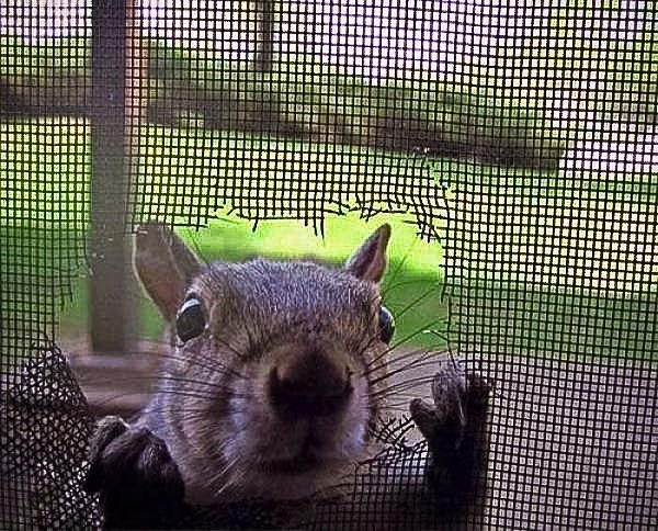 a close up of a squirrel on a mesh screen