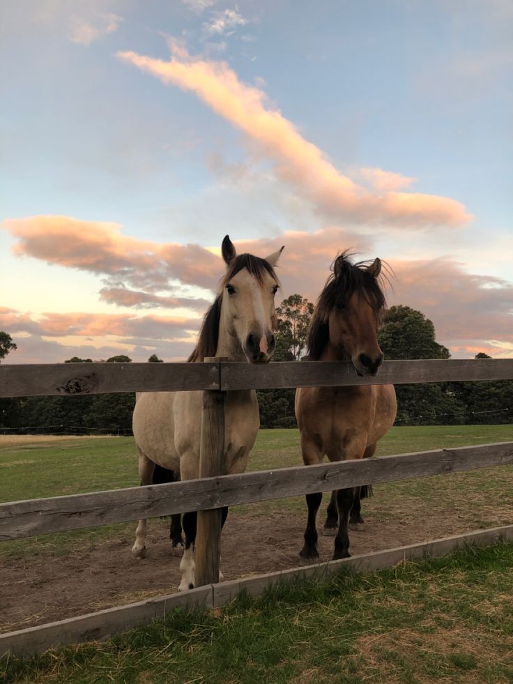 two horses standing next to each other behind a wooden fence on a grassy field at sunset