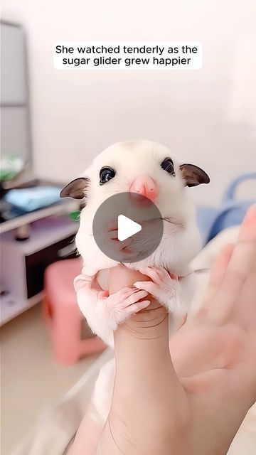 a person holding a hamster in their hand with the caption she watched teddy as the sugar glider grew harper