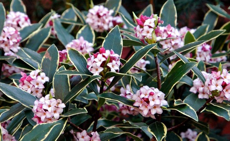 some pink flowers and green leaves on a bush