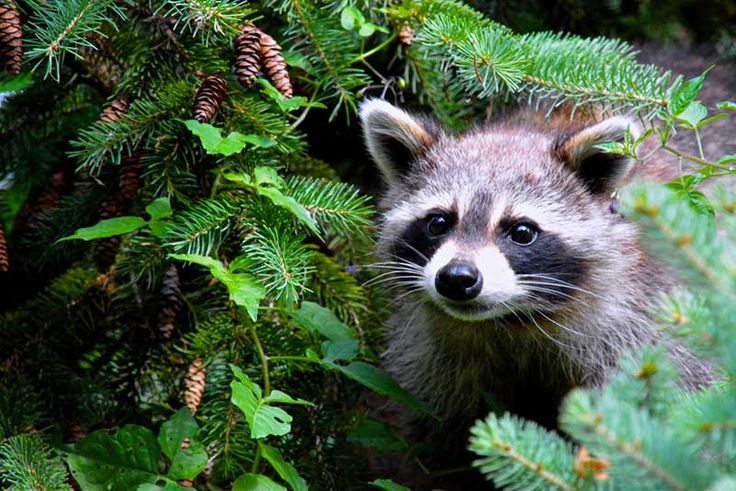 a raccoon peeking out from behind some trees