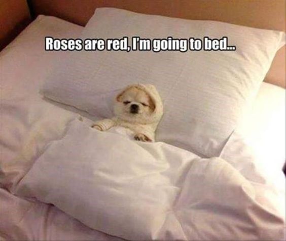 a white dog laying on top of a bed covered in blankets and pillows with the caption roses are red, i'm going to bed