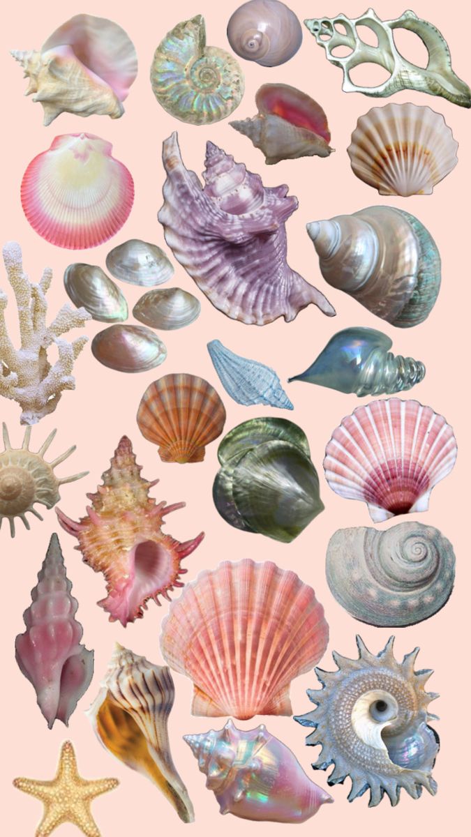 Seashell collage Seashell Collage, Homemade Cookbook, Color Combos Outfit, Gcse Art, Do Love, Artsy Fartsy, Color Combos, Sea Shells, Visual Art