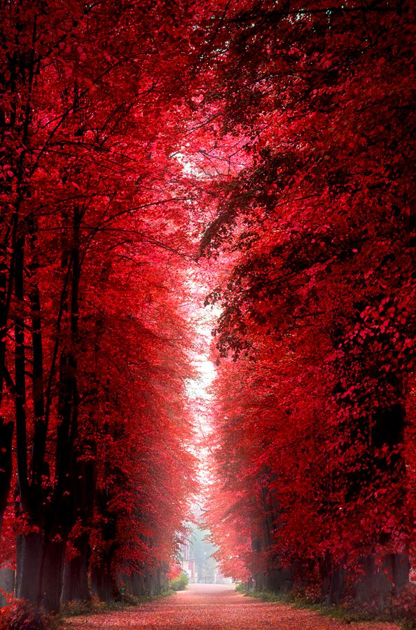 a red forest filled with lots of trees covered in fall leaves and the sun shining down on them