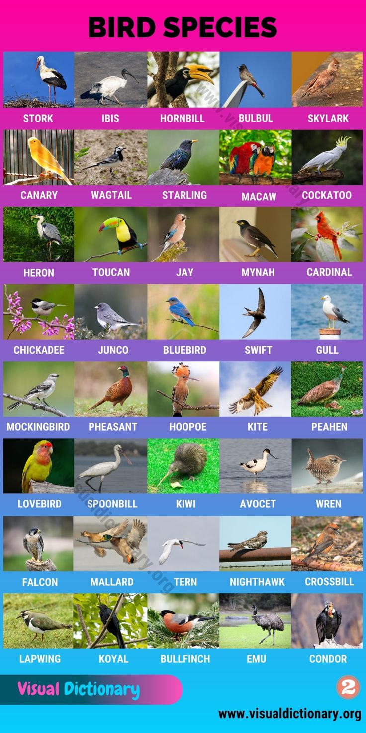 the bird species poster shows different kinds of birds and their names in english or spanish