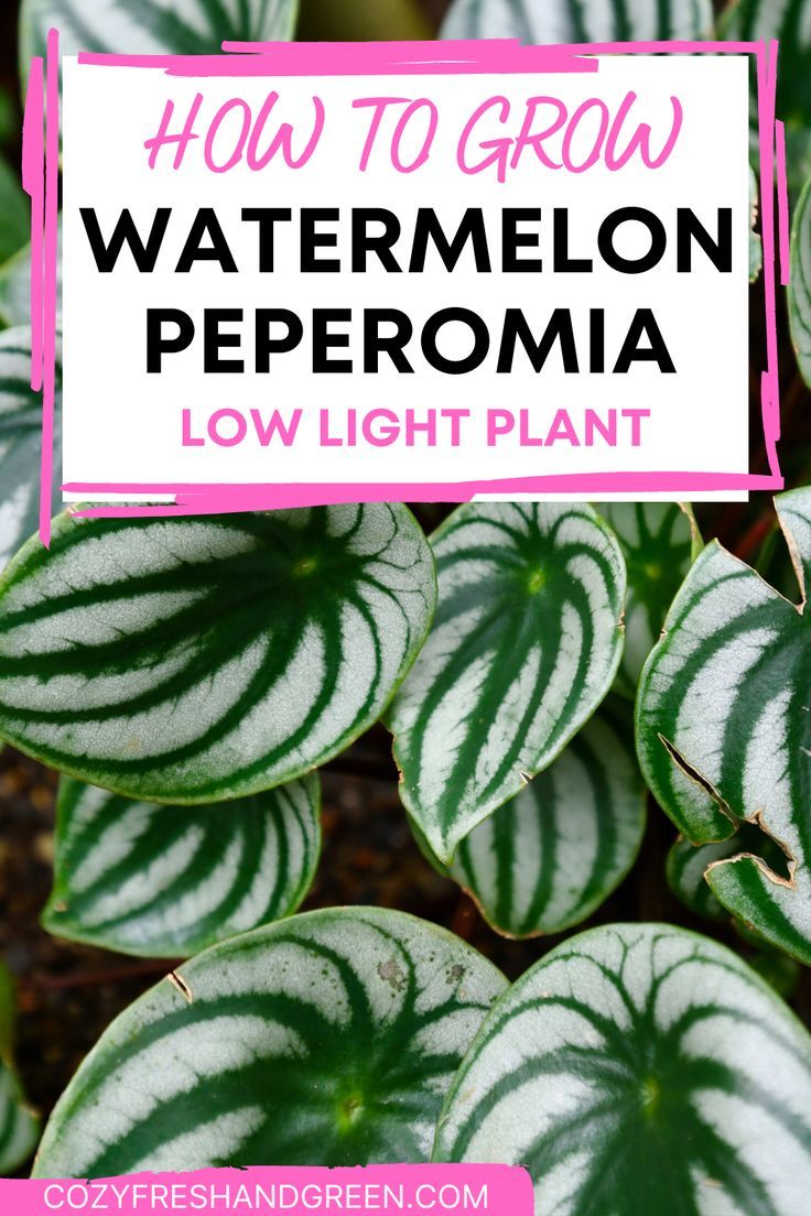 a green and white plant with text overlay that reads how to grow watermelon peperoma low light plant