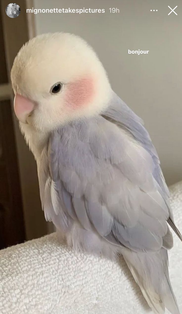 a white and gray bird sitting on top of a bed