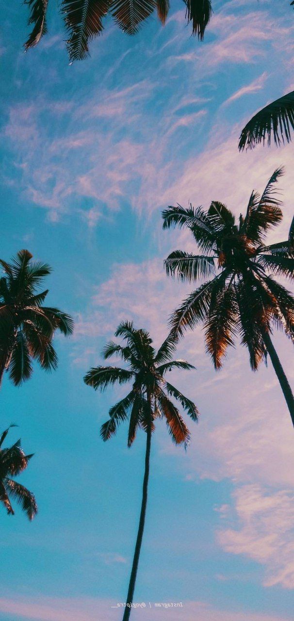 three palm trees against a blue sky with wispy clouds