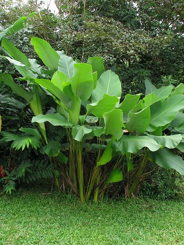 large green plants are growing in the grass