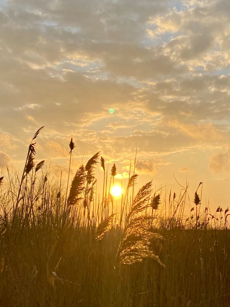 the sun is setting behind some tall grass