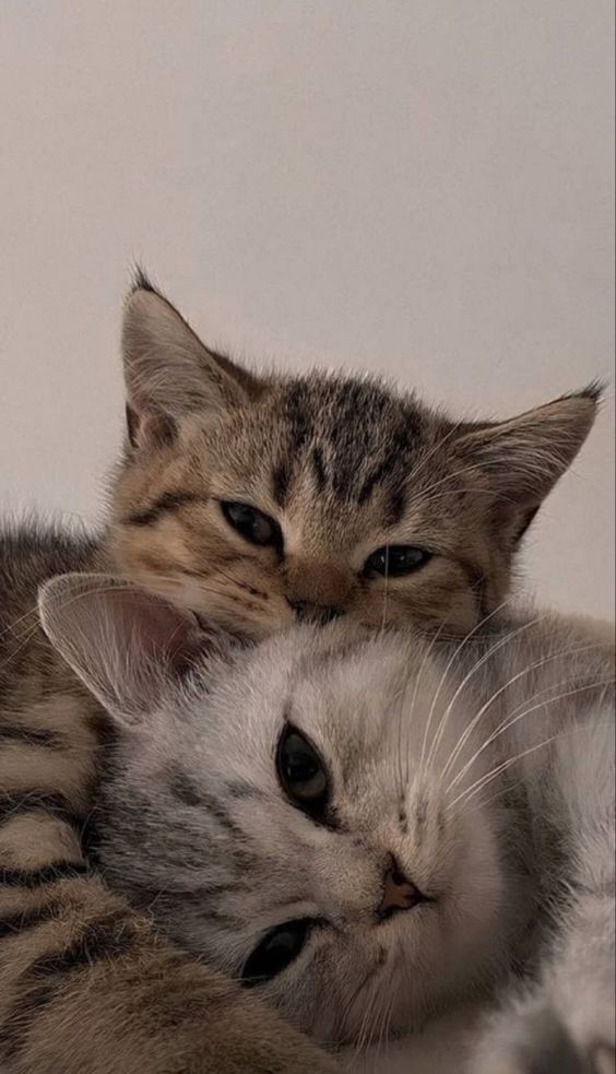 two cats are cuddling together on the bed