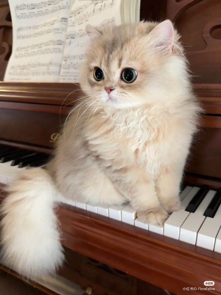 a fluffy cat sitting on top of a piano