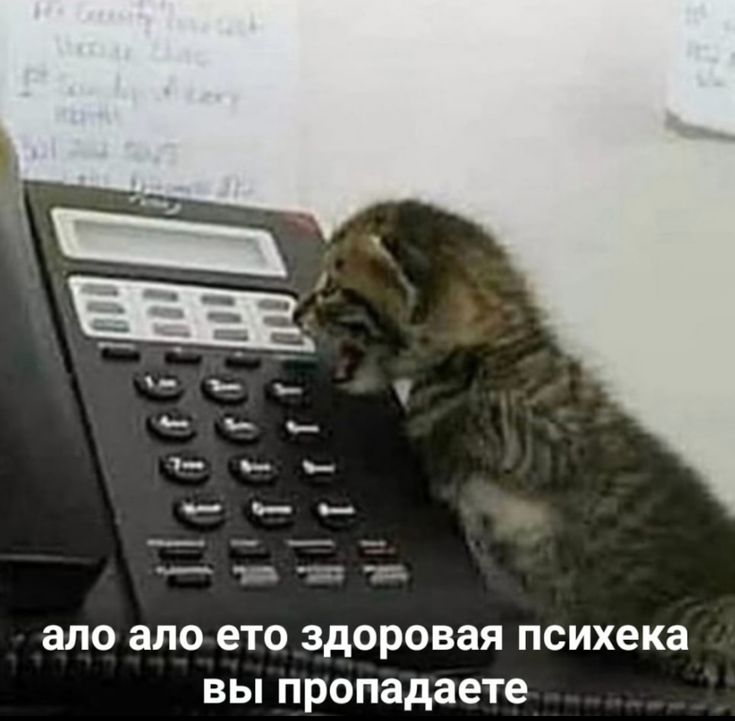 a kitten is sitting on top of a telephone