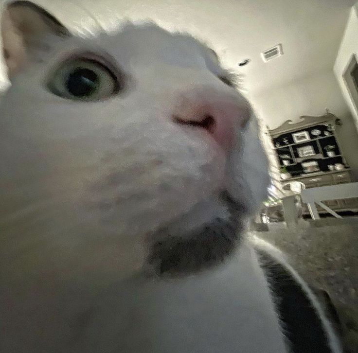 a white cat with green eyes looking up at the camera while standing in front of a house