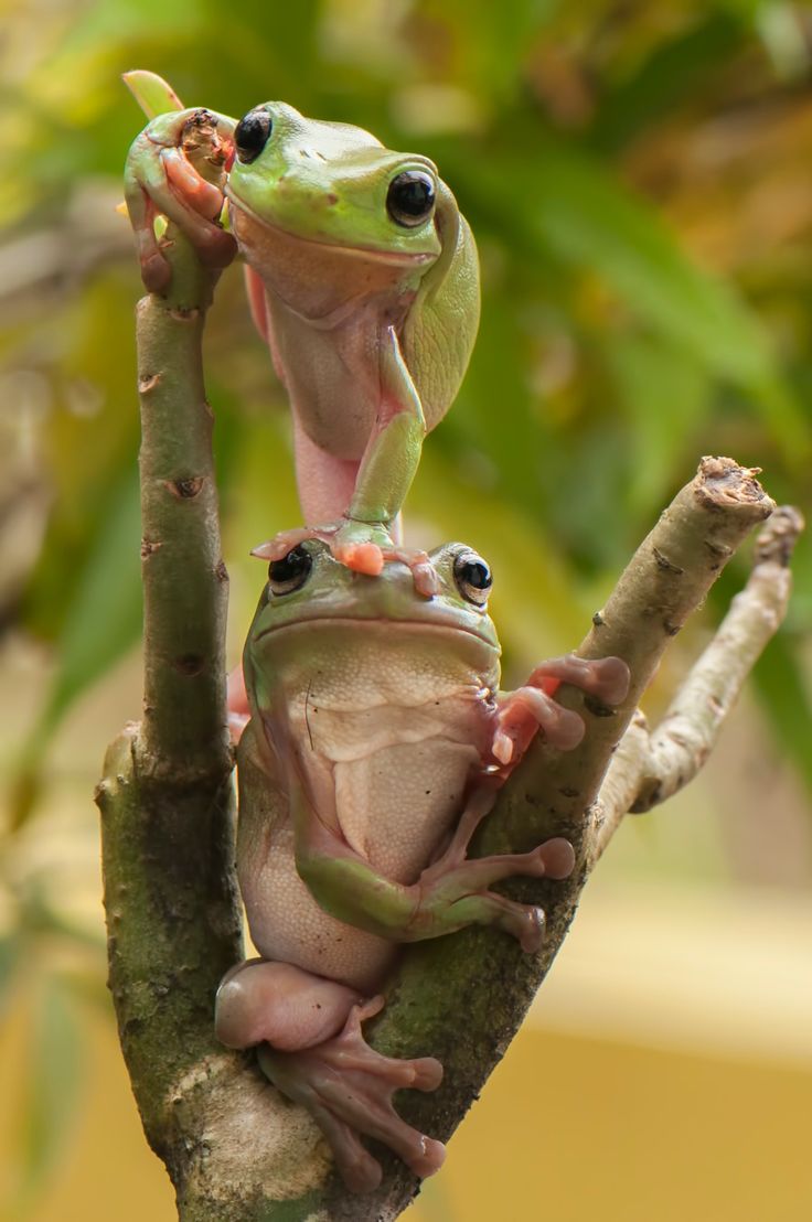 two frogs sitting on top of a tree branch