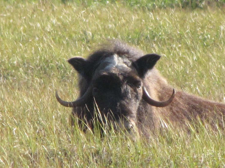 an animal that is laying down in the grass and looking at the camera with long horns