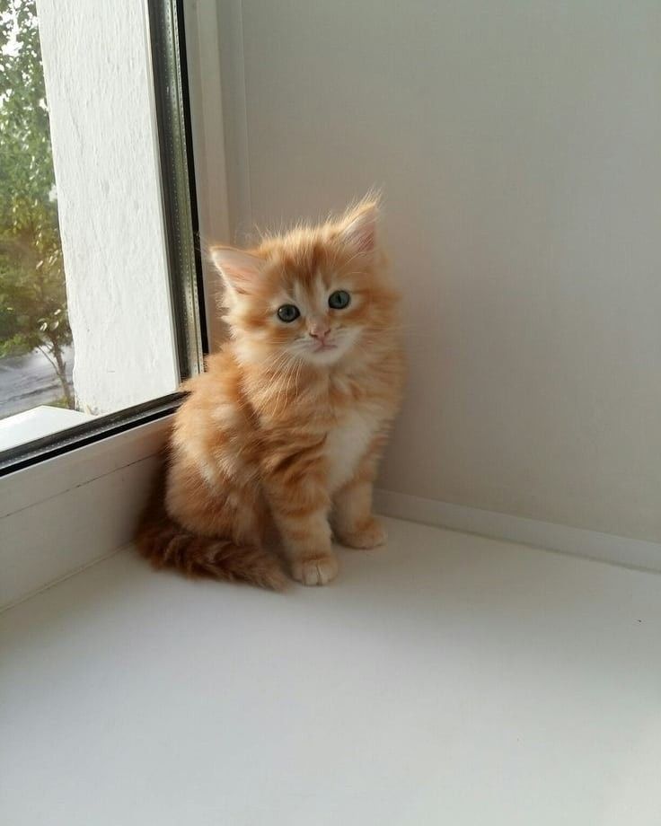 Ginger Cat Kittens Orange And White, Cute Siberian Cat, Red Siberian Cat, Photo Chat Mignon, Siberian Cat Kitten, Pretty Kittens, Litter Of Kittens, Kitten Aesthetic, Siberian Kittens