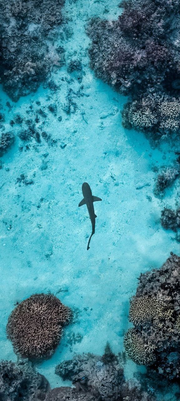 an aerial view of a shark swimming in the water near corals and other reef life