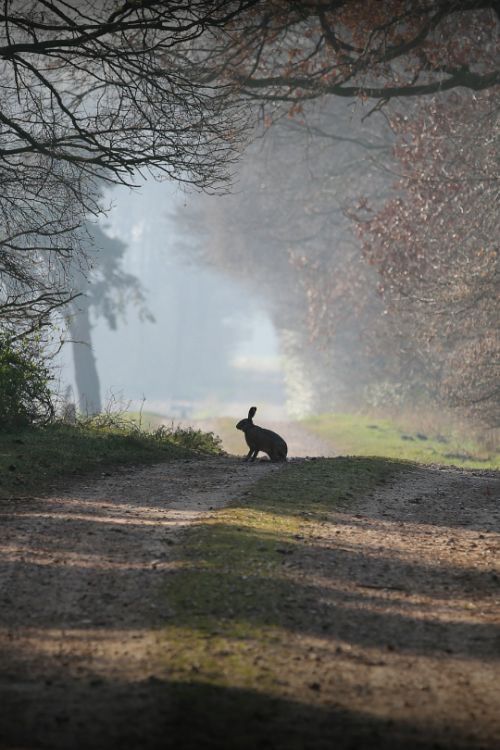 a rabbit sitting in the middle of a dirt road