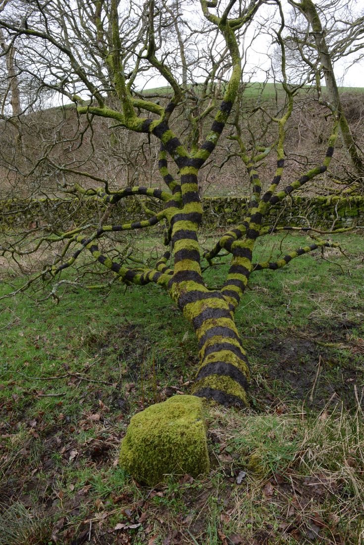 a moss covered tree in the middle of a grassy area with no leaves on it