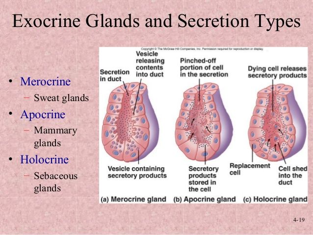 two different types of organs and their functions