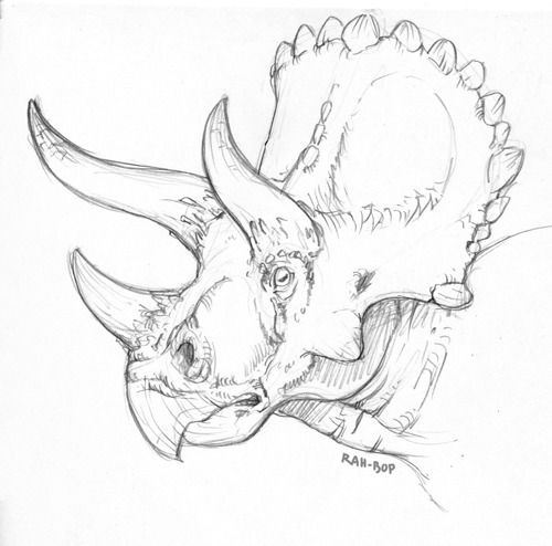 a pencil drawing of a rhinoceros head