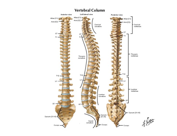 the back and neck bones are shown in this diagram